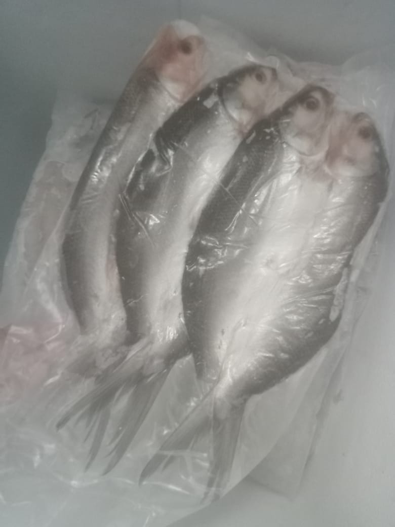 Gambar WhatsApp 2025-04-17 pukul 10.17.37_56b95dde Gambar WhatsApp 2025-04-17 pukul 10.17.37_56b95dde